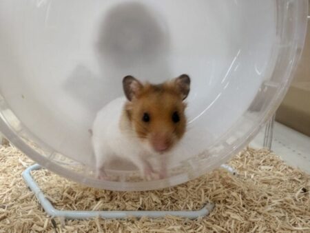 ゴールデンハムスター