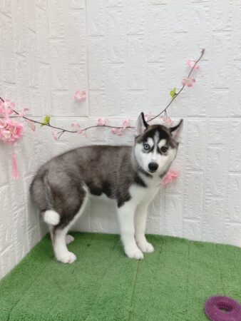 シベリアンハスキー