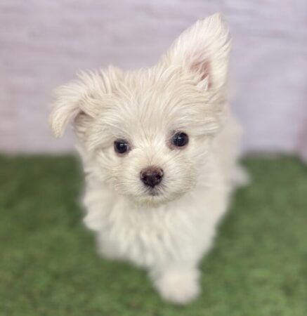 マルチーズ×ポメラニアン