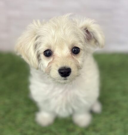 マルチーズ×トイプードル