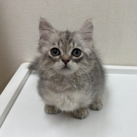 マンチカン(短足)