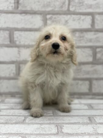 ゴールデンレトリーバー×スタンダードプードル