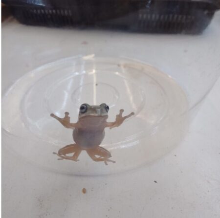 イエアマガエル(ブルーアイ)