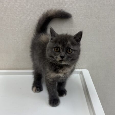 ブリティッシュショートヘア