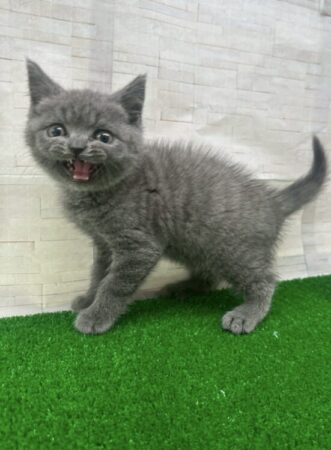 ブリティッシュ