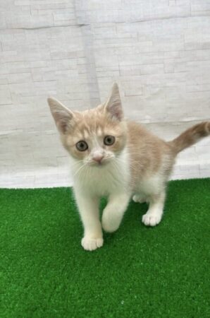 スコティッシュフォールド