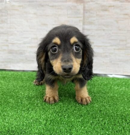 ミニチュア・ダックスフンド