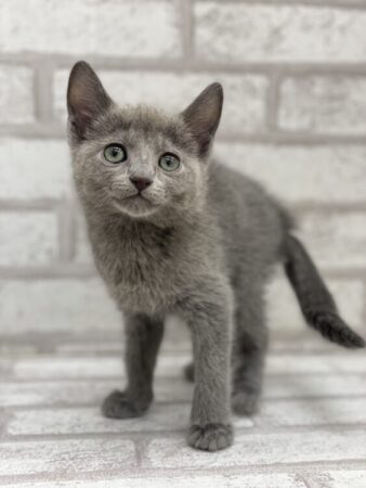 ロシアンブルー