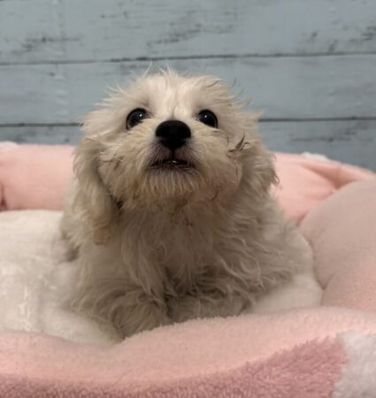 ペキニーズ✖️トイプードル