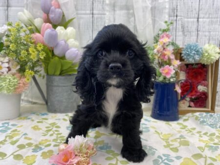 アメリカン・コッカー・スパニエル