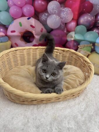 ブリティッシュ