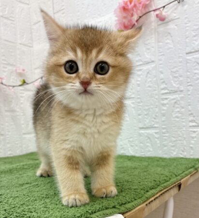 ブリティッシュ