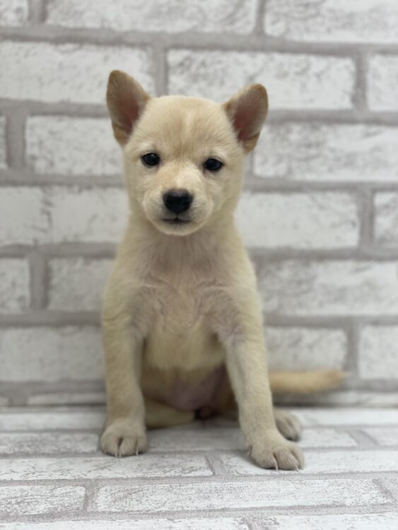 わんわん犬 L25-1801 - ペットショップ ケン & ワン