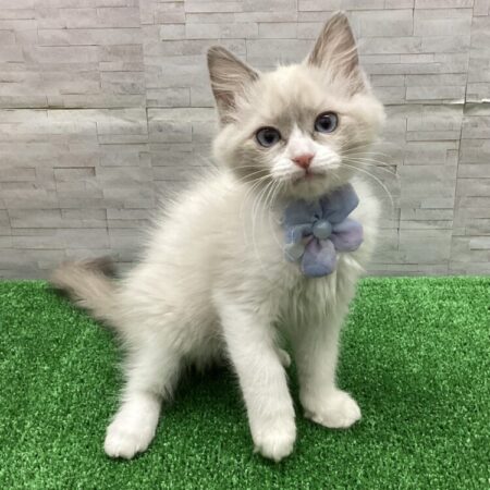 ラグドール(父5kg×母5kg)