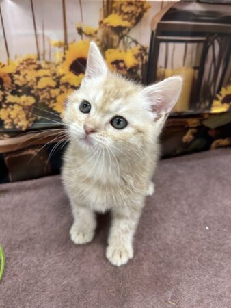 アメリカン・ショートヘア