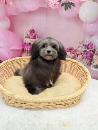 マルチーズ×プードル