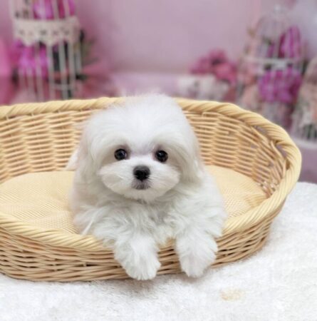 マルチーズ×ポメラニアン