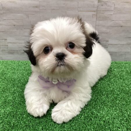 シーズー(父5kg×母5kg)