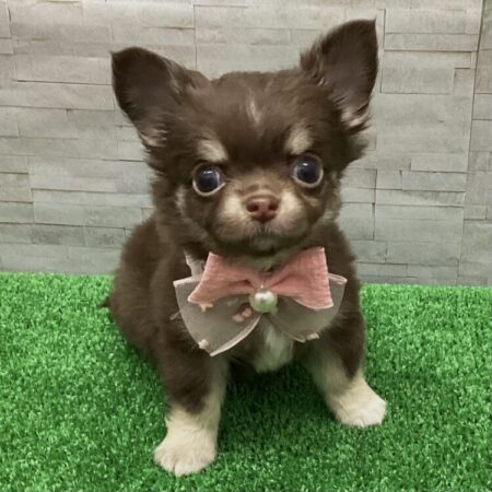 チワワ(父2.3kg×母2.3kg)