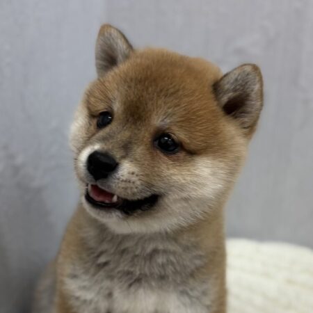 豆柴
