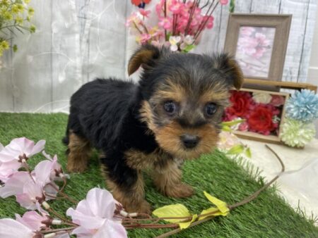 ヨークシャーテリア