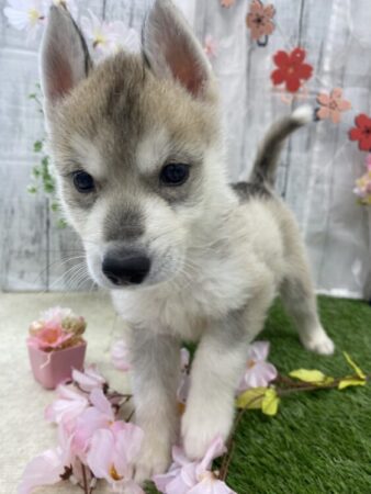 シベリアンハスキー