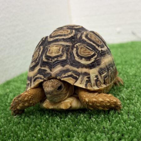 ヒョウモンリクガメ