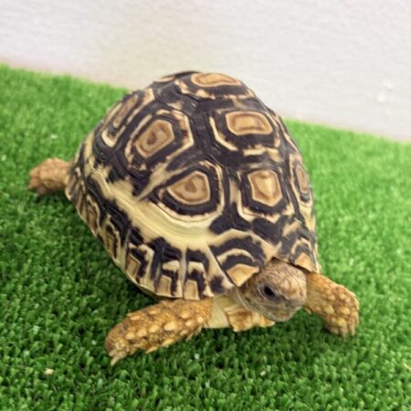 ヒョウモンリクガメ