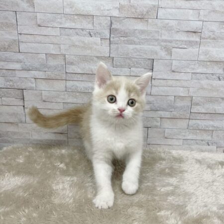ブリティッシュ