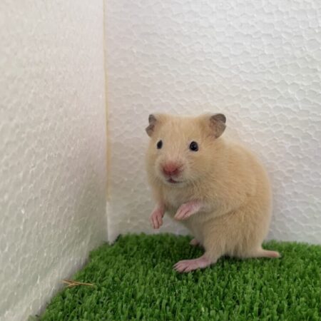 キンクマハムスター