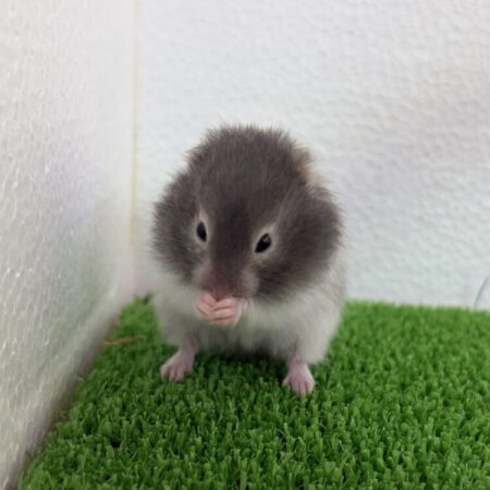 長毛ハムスター