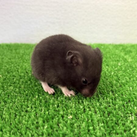 クロクマハムスター