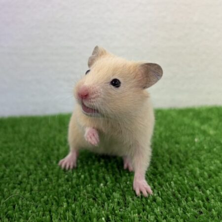 キンクマハムスター