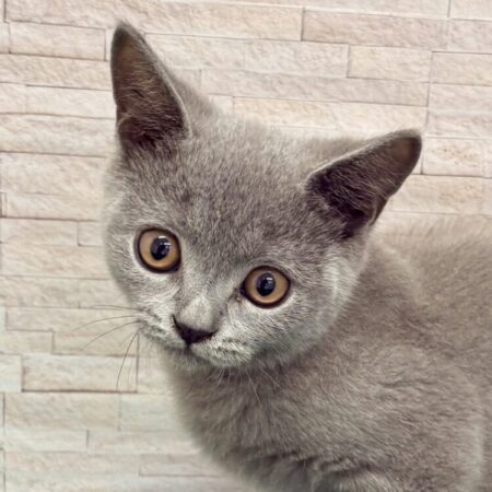 ブリティッシュ
