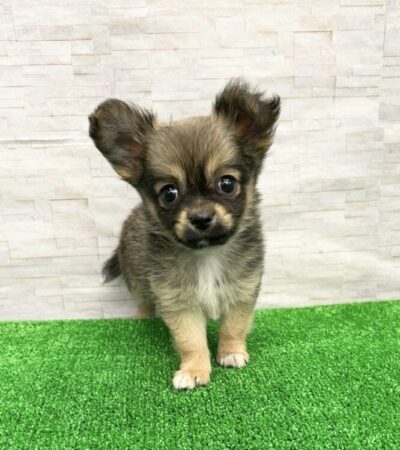 ロングコートチワワ