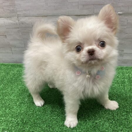 チワワ(父2.5kg×母2.5kg)