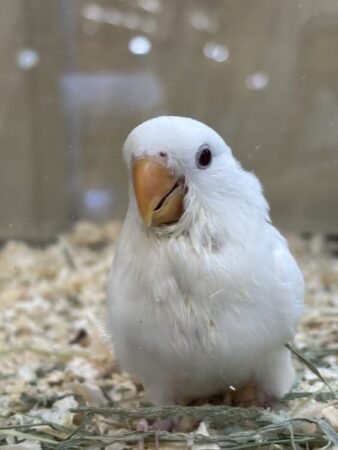 インコ