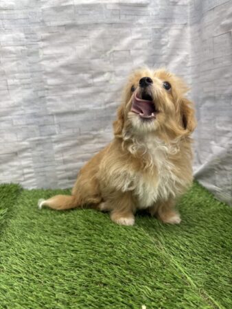 MIX(父:チワワ×母:トイプードル)