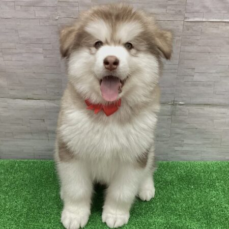 アラスカンマラミュート(父55kg×母38kg)