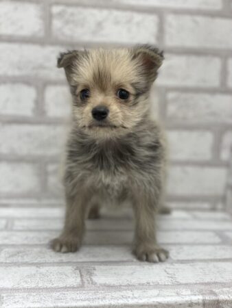 ミニチュアシュナウザー×ポメラニアン