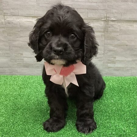 アメリカンコッカースパニエル(父12kg×母12kg)