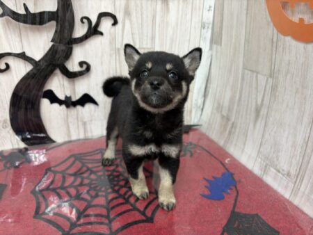 柴犬