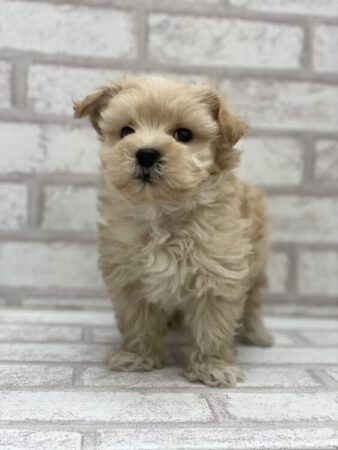 マルチーズ×トイプードル