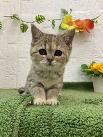 スコティッシュフォールド