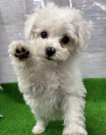 ビションフリーゼ