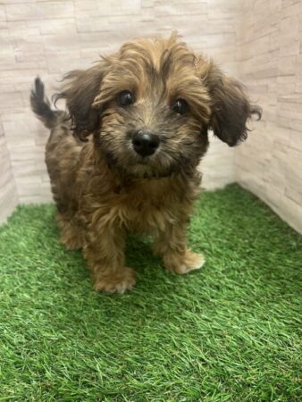 マルチーズ×トイプードル