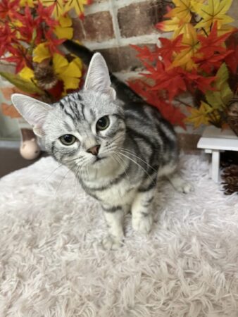 アメリカン・ショートヘア