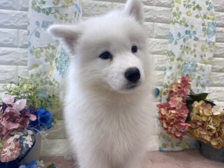 その他-犬