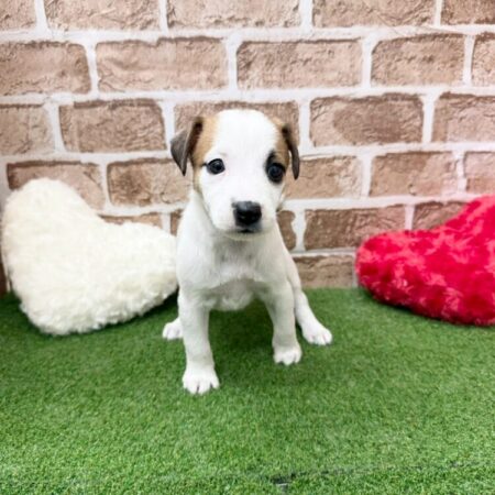 ジャックラッセルテリア