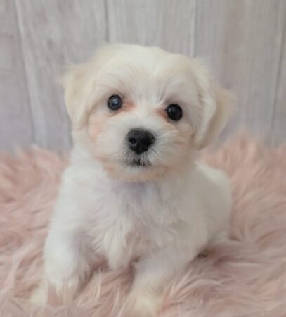 ビション・フリーゼ